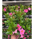 Dipladenia Diamantina Rose Ø 10.5