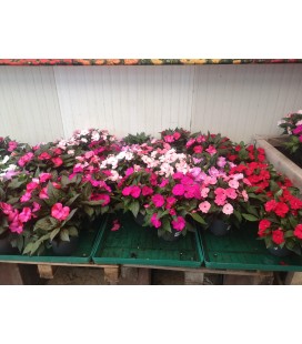Impatiens Ø17 FR