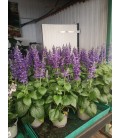 Sauge Farinacea Ø13 FR