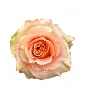 Rose equat Carpediem 50 cm x25