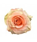 Rose equat Carpediem 50 cm x25