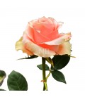 Rose equat Carpediem 50 cm x25