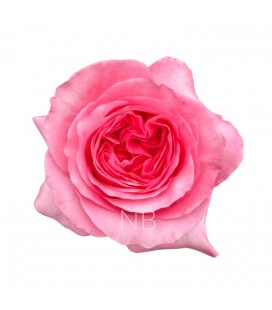 Rose Equat Pink Xpress 50 cm x 25