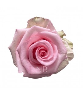 Rose  Equat Unforgiven 50 cm x25