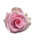 Rose  Equat Uniforgiven 50 cm x25