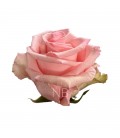 Rose  Equat Uniforgiven 50 cm x25