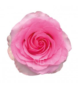 Rose Equat Mandala 50 cm x 25