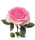 Rose Equat Mandala 50 cm x 25