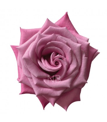 Rose Equat Babaloo 50 cm x 25