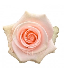Rose Equat Tiffany 60 cm x 25