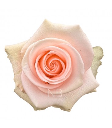 Rose Equat Tiffany 60 cm x 25