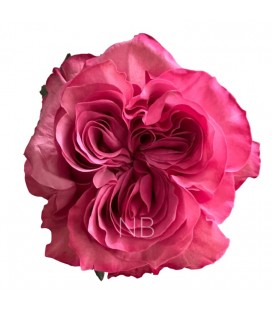 Rose equat Country blue 50 cm x 25