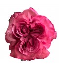 Rose equat Country blue 50 cm x 25