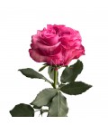 Rose equat Country blue 50 cm x 25