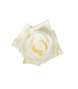 Rose Colom Sugar Doll  60 cm x 25