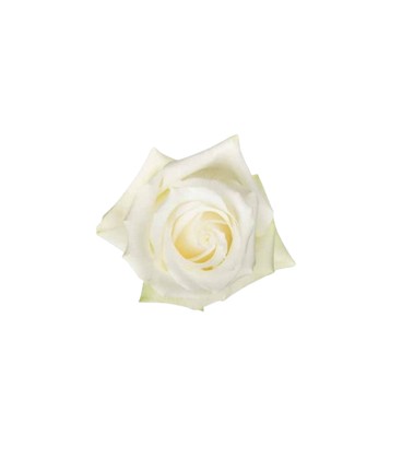 Rose Colom Sugar Doll  60 cm x 25