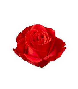 Rose (Colomb) New Face  60 cm x 25