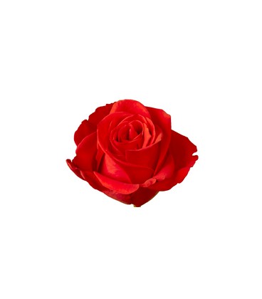 Rose (Colomb) New Face  60 cm x 25