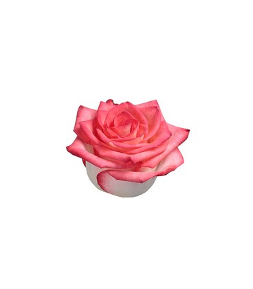 Rose (colom) Blush 60 cm x25