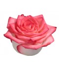 Rose (colom) Blush 60 cm x25