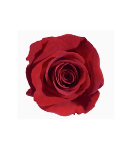 Rose (Colom) Freedom 60 cm X 25