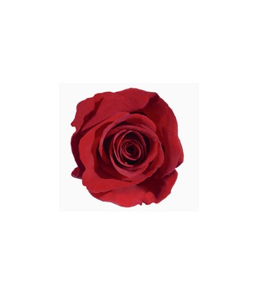 Rose Equateur Freedom 60 cm