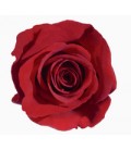 Rose (Colom) Freedom 60 cm X 25