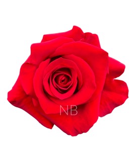 Rose Equateur Freedom 50 cm x 25