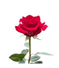 Rose Equateur Freedom 50 cm