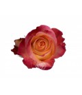 Rose equat Encanto 50 cm x 25