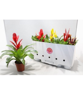Vriesia mix 5 coul pot de 12