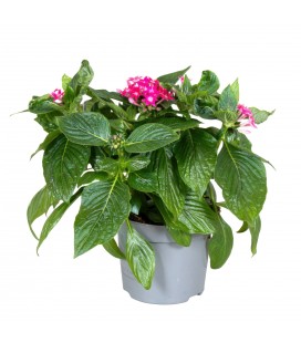 Pentas pot de 13 cm rouge ou rose