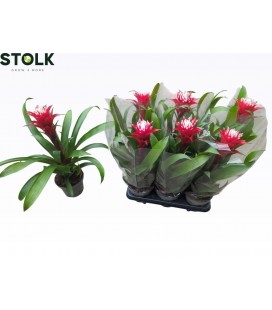 Guzmania Hope pot 14 h 50