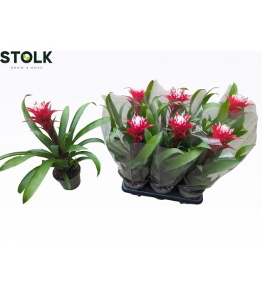 Guzmania Hope pot 12 h 38