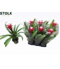 Guzmania Hope pot 14 h 50