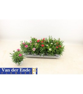 Oeillet mix pot de 12