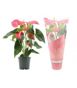 Anthurium Maine pot de 17