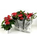 Anthurium Minnesota Ø 17