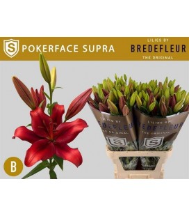 Lys Pokerface 95 cm