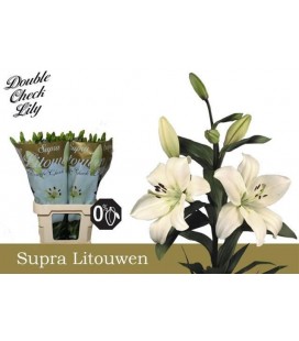 Lys Litouwen 95 cm