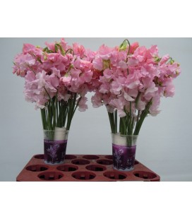Pois de senteur Parfun pink 35 cm
