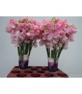 pois de senteur Parfun pink 40 cm