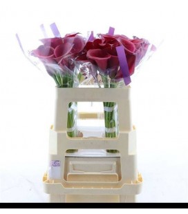 Calla red Salsa 55 cm