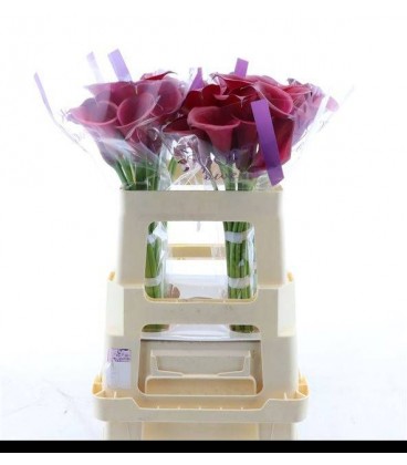 Calla red Salsa 50 cm