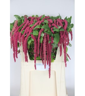Amaranthe red cord 60 cm