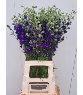 Pied d'alouette Syd Blue pico 80 cm