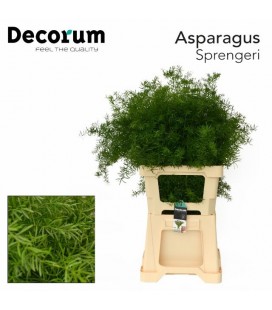 Asparagus Sprangeri 65 cm