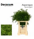 Asparagus Sprangeri 45 cm