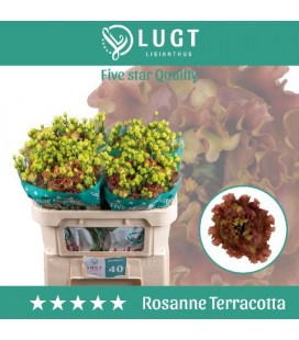 Lisianthus Rosan terracota