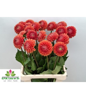 Dahlia Cornel Bronze 55 cm